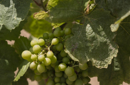 Racimo de uvas verdes en el viñedo de Torralbenc
