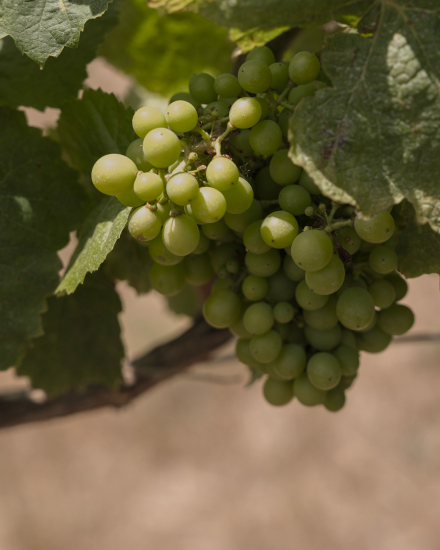 Racimo de uvas verdes en el viñedo de Torralbenc
