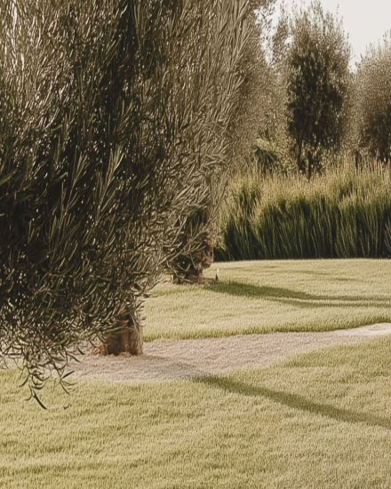 Paisaje natural de olivos y vegetación mediterránea en Menorca