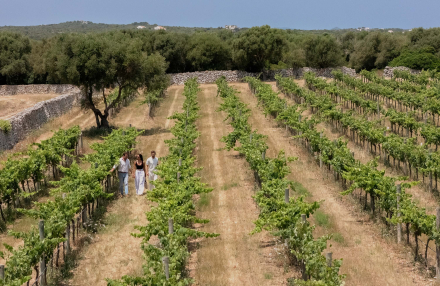 Viñedos de la bodega Torralbenc en Menorca, con hileras de vides rodeadas de paisaje mediterráneo