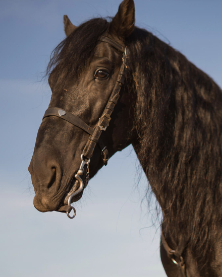 Caballo macho menorquín con brida tradicional durante la experiencia Sant Joan en Torralbenc, Menorca